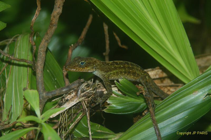 American Lizards